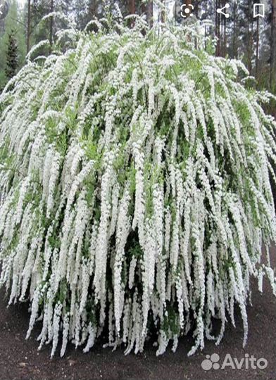 Спирея Грефшейм