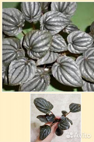 Пеперомия, сингониум