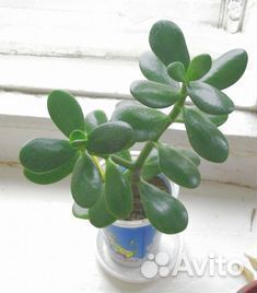 Денежное деревце, толстянка