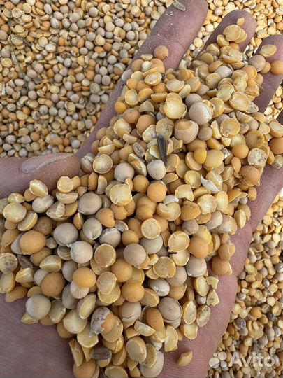 Горох кормовой