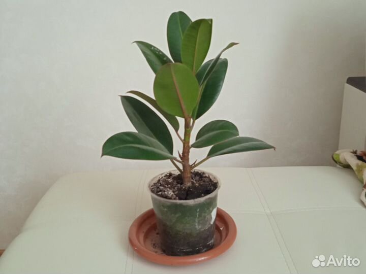 Замиокулькас и фикус