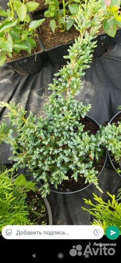 Можжевельники