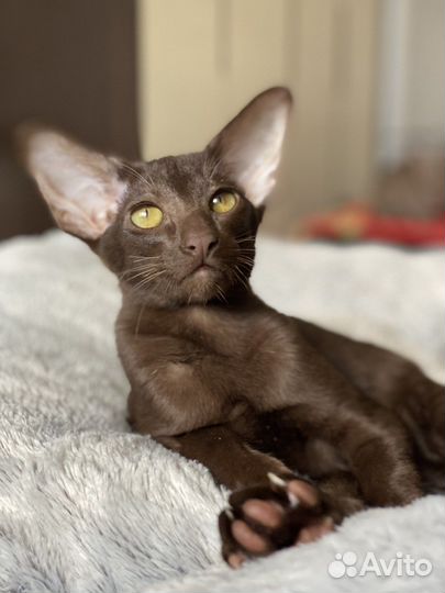 Ориентальные котята экстрим