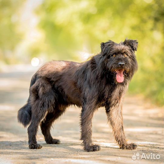 Метис Ризеншнауцер ищет дом