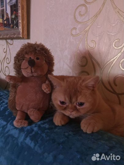 Котик ищет добрых хозяев