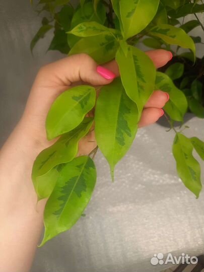 Фикус Бенджамина Голден Моник (Golden Monique)