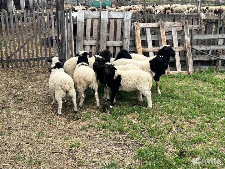 Овцы дорпер
