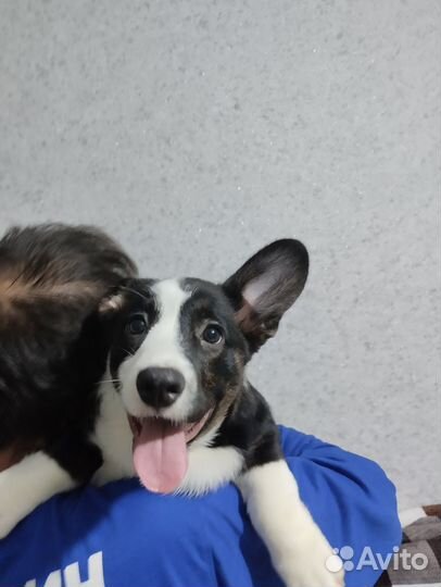 Щенки вельш-корги кардиган