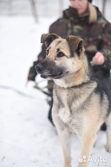 Собака в добрые руки, ищет дом, приют