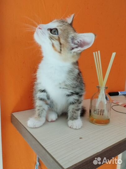 Котенок девочка трехцветная