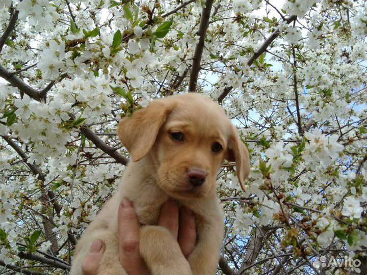 Щенки лабрадора