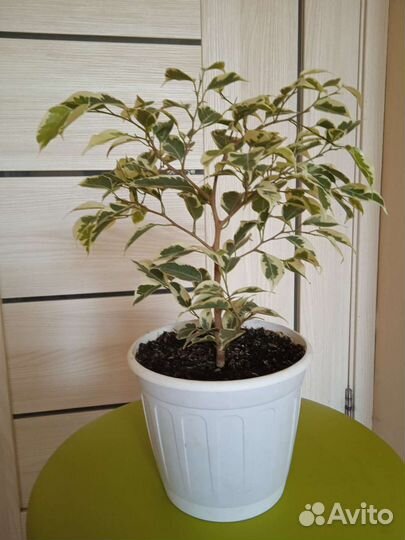 Фикус бенджамина