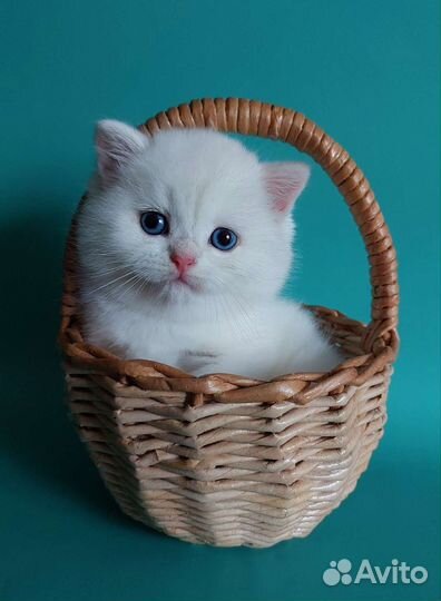 Британские котята