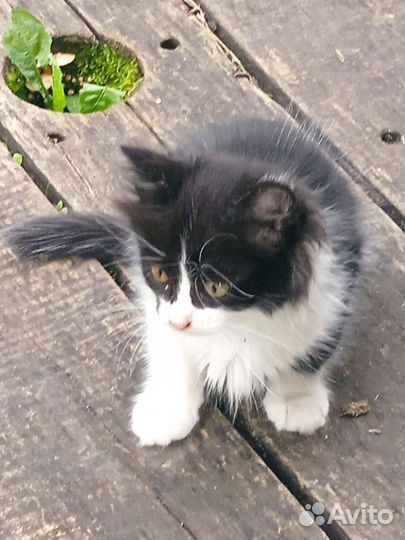 Отдам котят в добрые руки