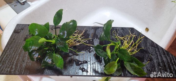 Аквариумные растения(водоросли)