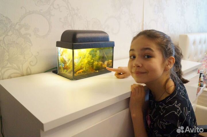 Подарочный мини-аквариум 