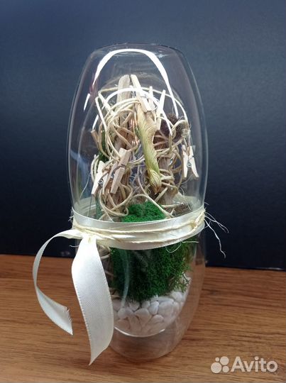 Комнатные растения цветы