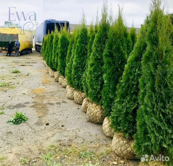Туя западная оптом