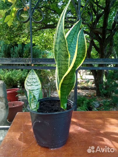 Сансевиерия Трехполосная (Тещин язык) с деткой