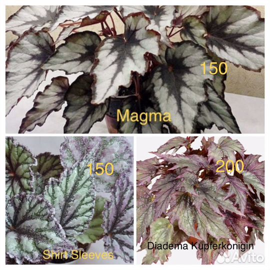 Бегонии декоративнолиственные