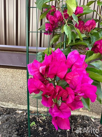 Бугенвиллия