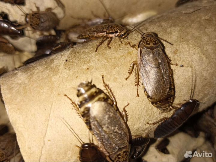 Мраморный таракан