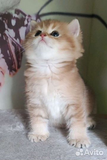 Британская золотая шиншилла