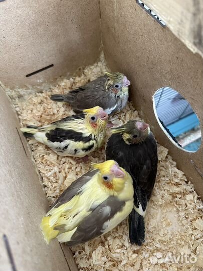 Ручные птенцы кореллы