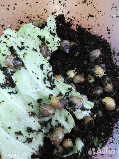 Улитки ахатины бесплатно