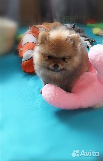 Щенки Шпица