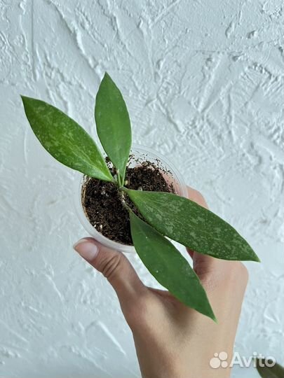 Хойя, Ледебурия