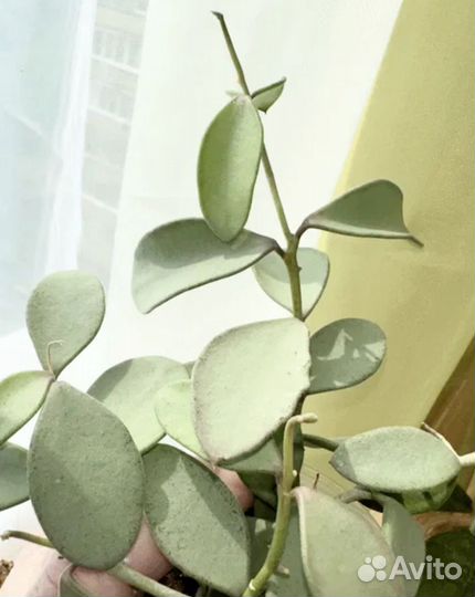 Хойя Nummularioides silver