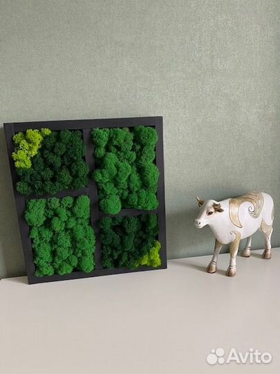 Стабилизированный мох, фитобокс