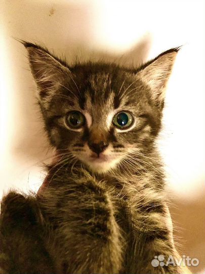 Маленькие пушистики 1 месяц в ожидании чуда