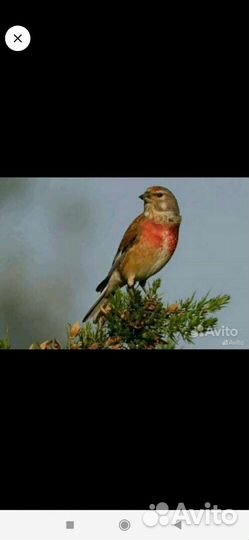 Певчие лесные птицы