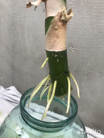 Диффенбахия