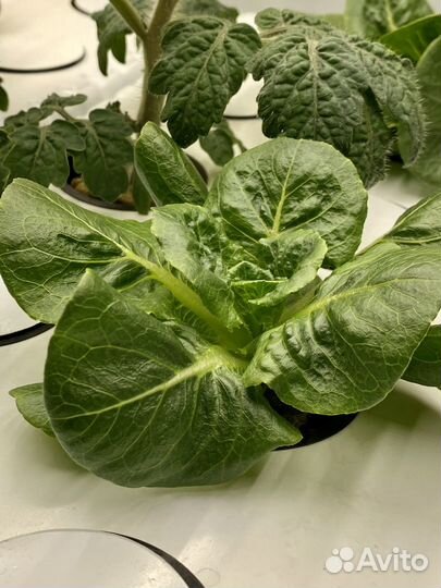 Ситиферма - гидропонника для овощей и зелени