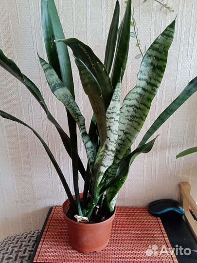 Сансевиерия (щучий хвост)