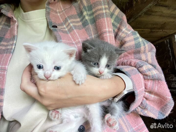 Котята в добрые руки
