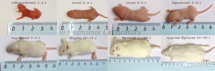 Корма для рептилий. Крысы,мыши, перепелки,зофобас