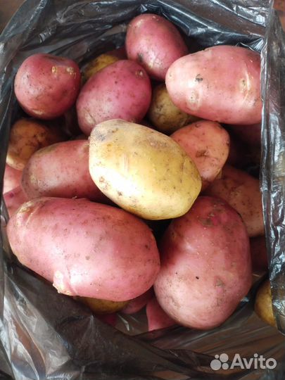 Малина,помидоры,черри,чеснок,картофель,зелень,тыкв