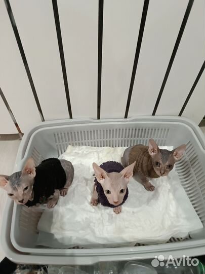 Донской сфинкс котята