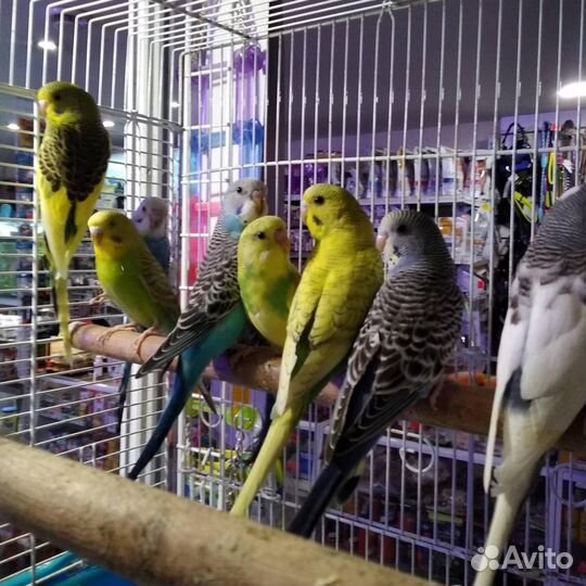 Попугай волнистый