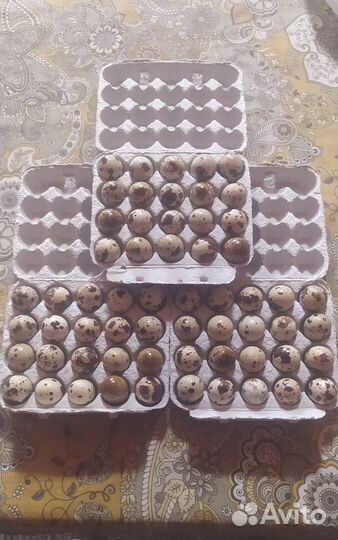 Яйца перепелиные