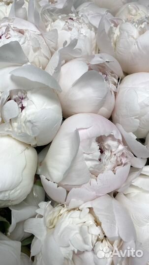 Пионы оптом