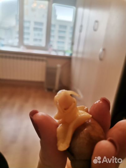Улитки ручные улитята ахатины малыши с контейнером