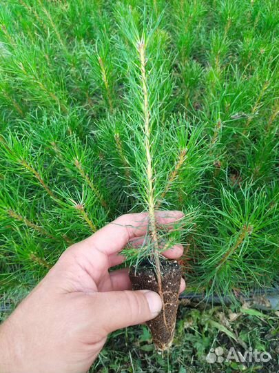 Сеянцы сосны обыкновенной зкс