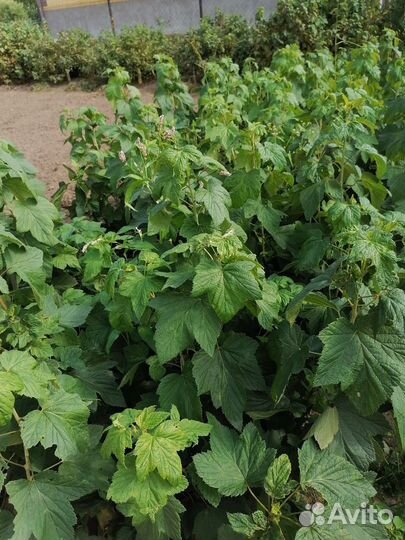 Продам саженцы Чёрная,Красная Сморода,Малина,крыж