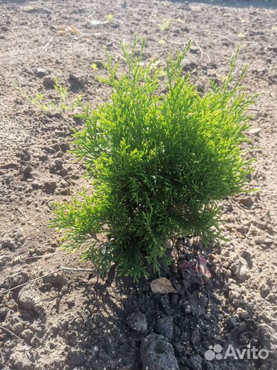 Туя смарагд