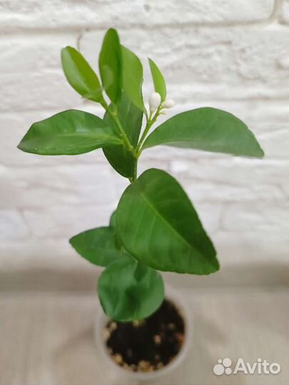 Микроцитрус Санрайз